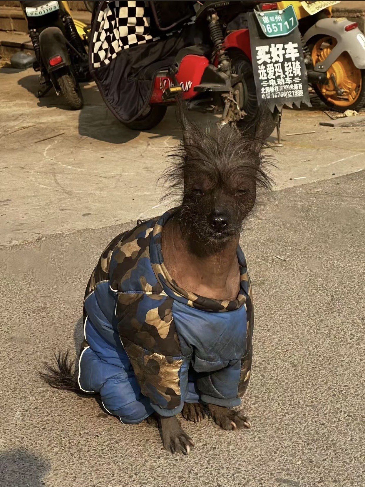 这狗狗未免有点太潦草