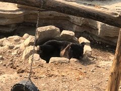 -大连森林动物园