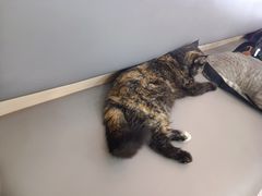 -喵园·猫主题咖啡厅·撸猫·猫咖(国贸店)