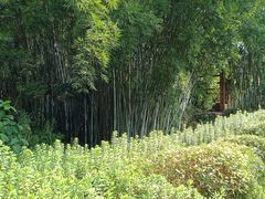 -南宁良凤江国家森林公园