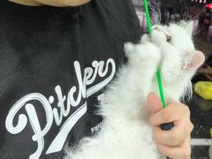 -唐小姐の猫狗洗护·购宠旗舰店(周浦万达店)