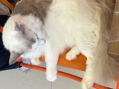-平行世界·猫咖(首经贸店)