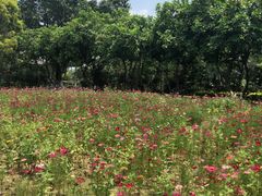 -广东花都香草世界旅游度假区