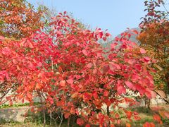 -北京十三陵国家森林公园蟒山景区