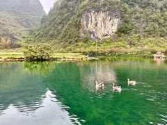 -靖西鹅泉风景区