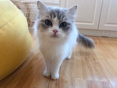 -momokira米努特·德文卷毛猫·棉花面纱犬