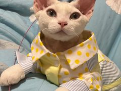 -70cat德文卷毛猫·缅因猫纯种猫舍