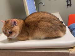 -伟伟宠物医院·瑞派猫友好医院·猫科(光谷店)