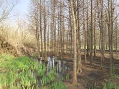 -溱湖国家湿地公园