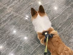 -宠爱国际动物医院· 猫科· 外科·中兽医(长白店)