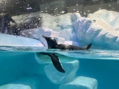 -迪拜水族馆及水下动物园