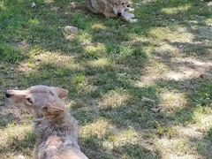 -大连森林动物园