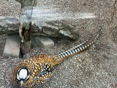 -青藏高原野生动物园