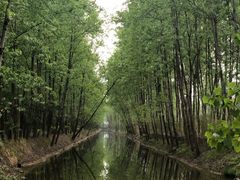 -合肥滨湖国家森林公园