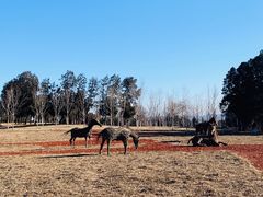 -北京西山国家森林公园