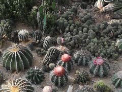 -深圳仙湖植物园