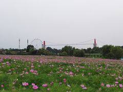 -花博汇(知音花月夜)