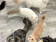-楼上猫咖(罗湖店)