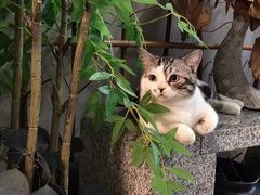 -泰·菩提树下[泰式按摩x精油SPAx肩颈头疗](新景店)