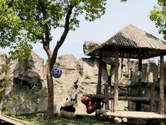 -上海野生动物园