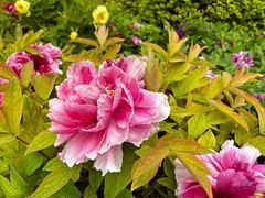 -莲花池公园