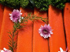 -雍容荟活帝王蟹活龙虾自助(苏宁旗舰店)