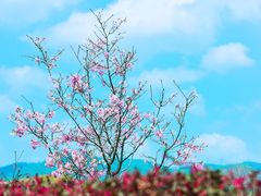 -天适樱花悠乐园