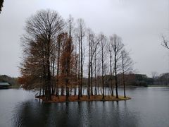 -上海共青森林公园