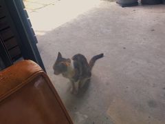 -猫里有甜