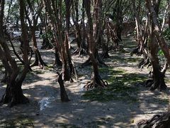 -宝安西湾红树林湿地公园