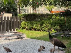 -J Create城市露营咖啡·简餐·宠物(上海动物园店)