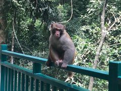 -西双版纳原始森林公园