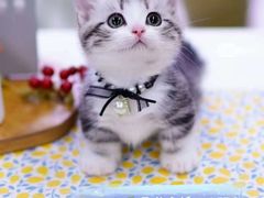 -十年猫舍·猫咪专门店(普陀店)
