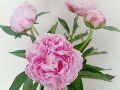 -花草间花行(法华镇路店)