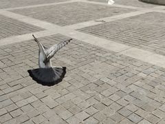 -成都南湖公园