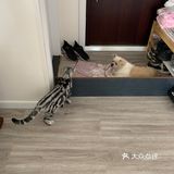 需要抱着扛着。但是鉴于他的体重，实在抱一会就累的不行