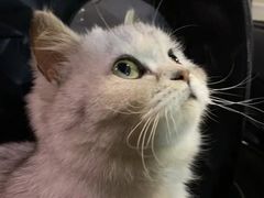 -伟伟宠物医院·瑞派猫友好医院·猫科(光谷店)