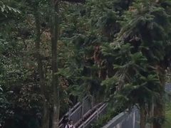 -中国大熊猫保护研究中心雅安碧峰峡基地