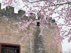 -桃花堤公园