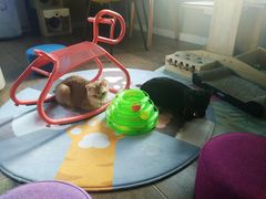 -东方名猫馆·英短金渐层布偶猫舍(环线广场1号楼店)