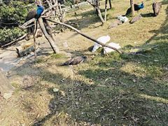-成都动物园