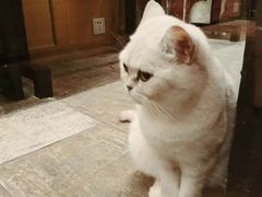 -猫咪博物馆(顶澳仔猫街店)