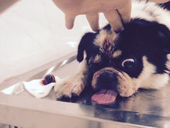 -乐嘟嘟宠物医院