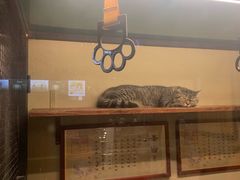 -猫咪博物馆(顶澳仔猫街店)