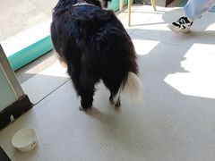 -全心全意连锁动物医院(加州店)