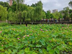 -沐仙湖湿地公园