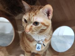 -楼上猫咖(罗湖店)