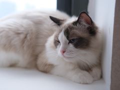 -猫腻·猫咖·撸猫馆(星光大道店)
