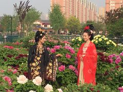 -曹州牡丹园