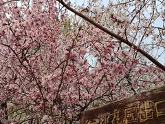 -桃花堤公园
